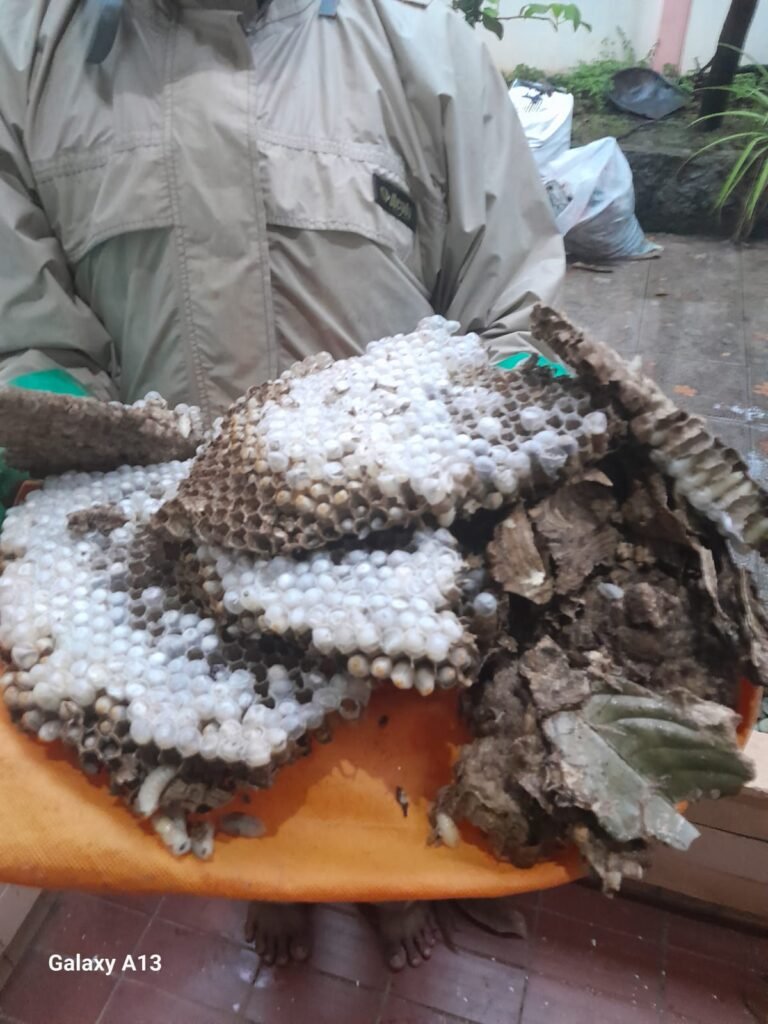 Jasa Pembasmi Tawon Bekasi